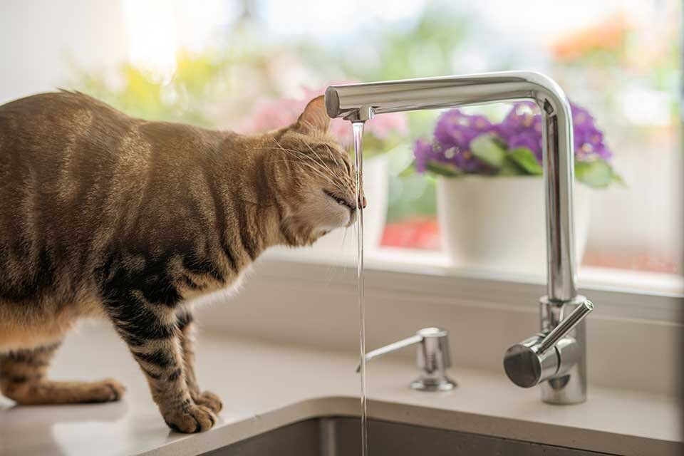 Das Bild zeigt eine Katze, die in einer modernen Küche aus einem Wasserhahn trinkt. Im Hintergrund stehen blühende Pflanzen auf der Fensterbank. Die Szene vermittelt ein Gefühl von Alltag und Frische und unterstreicht die hohe Qualität und Reinheit des Tr